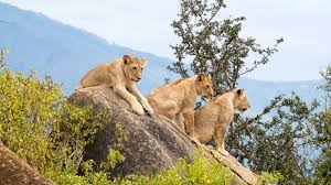 Tree Climbing Lions